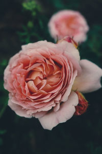 Close-up of pink rose flower