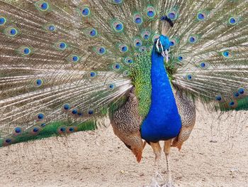 Peacock feathers in a field