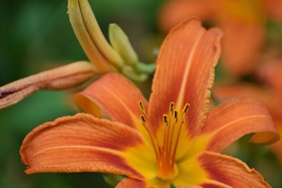 Close-up of day lily blooming outdoors