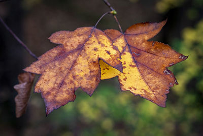 Close-up of maple leaves on plant