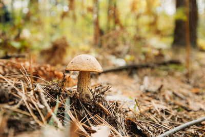 Close-up of mushrooms growing in forest