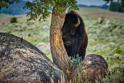 Bison rubbing pine tree at yellowstone national park.