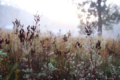 Close-up of flowers growing in field