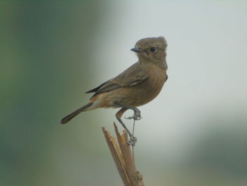 Close-up of bird perching on a branch