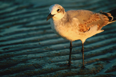 Close-up of seagull