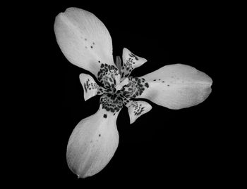 Close-up of white flowers blooming against black background