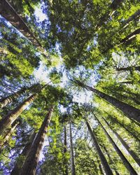 Low angle view of trees in forest against sky