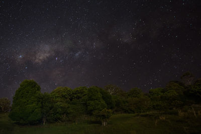 Trees against star field at night