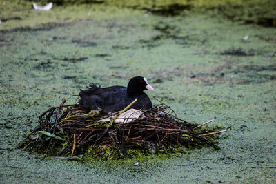 Close-up of bird sitting on nest