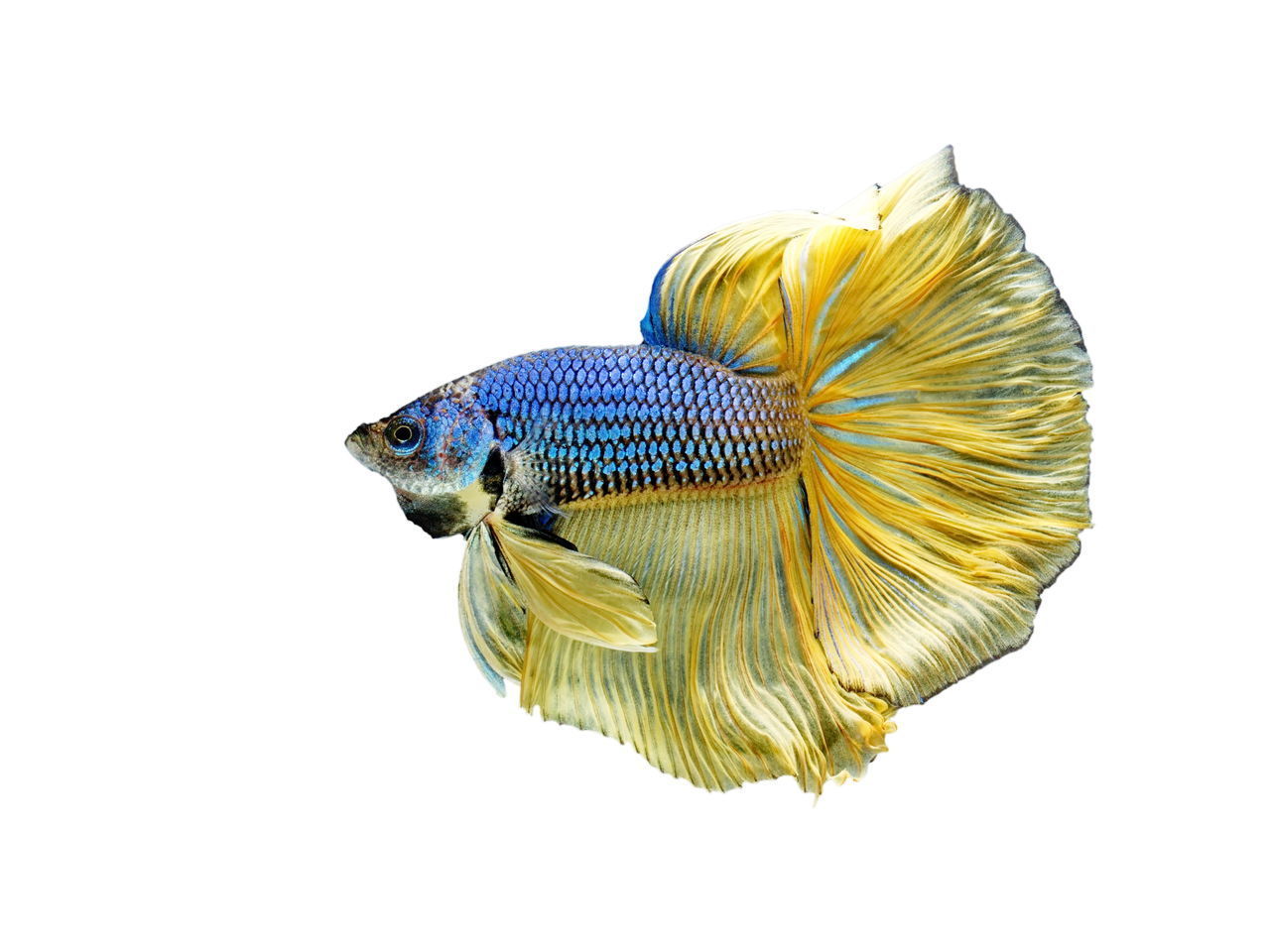 CLOSE-UP OF A FISH ON WHITE BACKGROUND