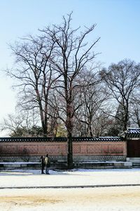 Bare trees against the sky