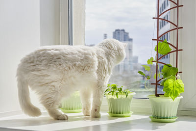 White cat on window sill at home