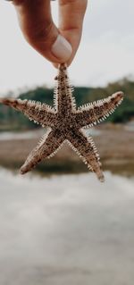 Star in the sea