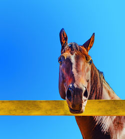 Horse standing in ranch against clear blue sky