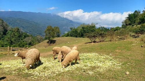 Sheep grazing on field against sky