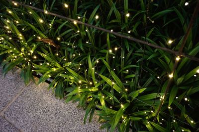 Close-up view of night