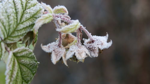 Close-up of frozen plant during winter