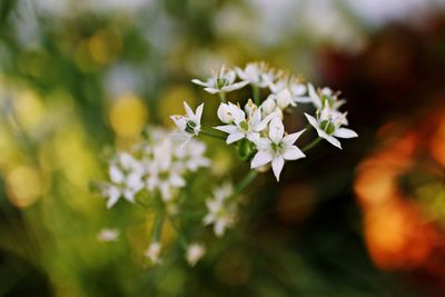 Close-up of white flowering plant