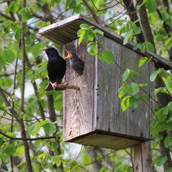 Bird perching on a tree