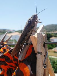 Close-up of lizard on wood