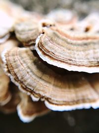 Close-up of mushroom growing outdoors