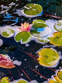 High angle view of lotus water lily in pond