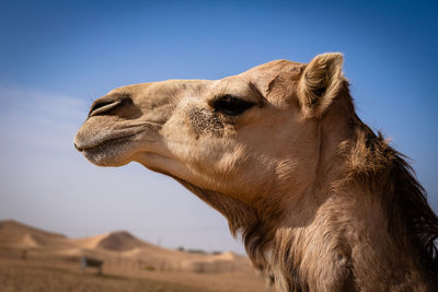 Close-up of a horse