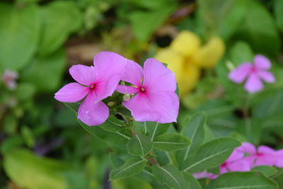 Close-up of pink flowers blooming outdoors