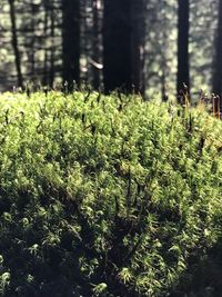 Close-up of fresh green plants in forest