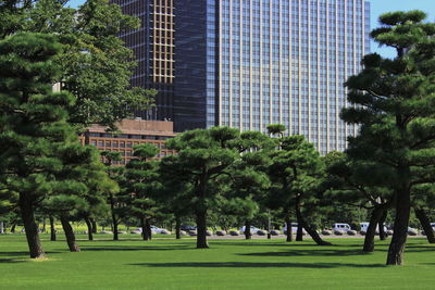 Trees in park