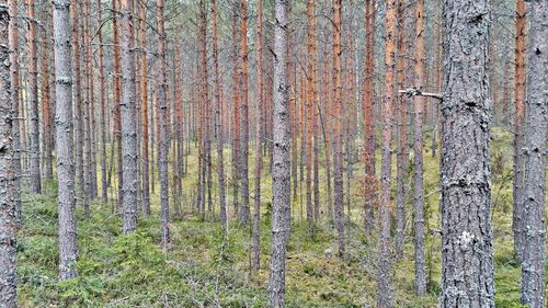 Pine trees in forest