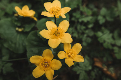Close-up of yellow flowering plant