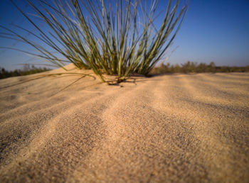 Close-up of sand dunes at beach against sky