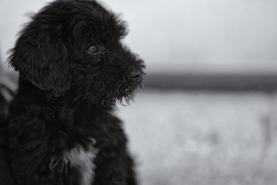 Close-up of dog looking away