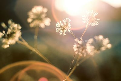 Close-up of flowers against blurred background