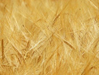 Full frame shot of wheat plants