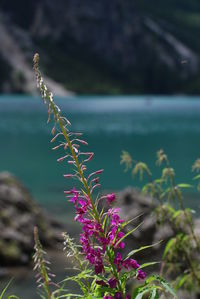 Close-up of pink flowering plants at sea