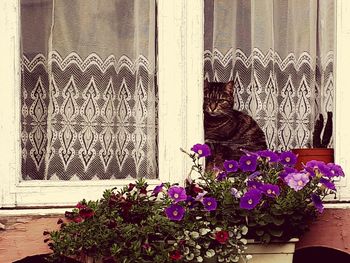 Potted plants on window sill