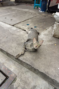 High angle view of cat relaxing on footpath