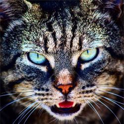 Close-up portrait of a cat