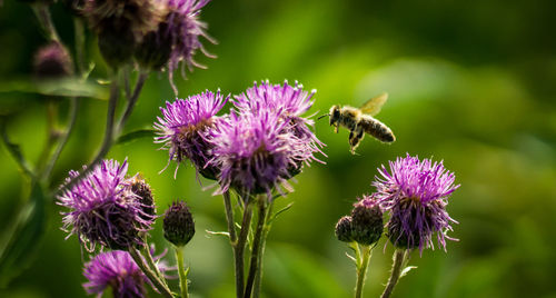 Close-up of bee pollinating on purple flower