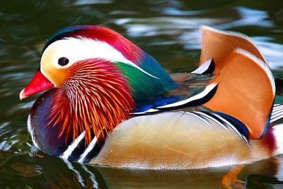 Close-up of duck swimming in lake