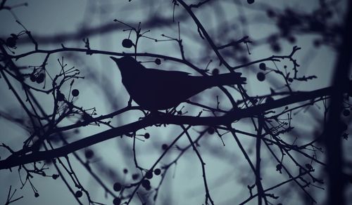 Low angle view of bird perching on bare tree