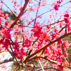 Close-up of pink cherry blossom