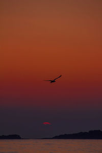 Silhouette bird flying over orange sky
