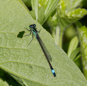 Close-up of insect on leaf