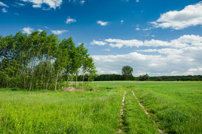 Scenic view of field against sky