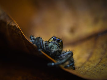 Close-up of spider