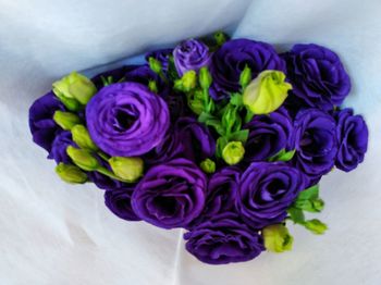 Close-up of purple roses