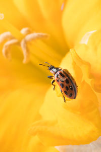 Close-up of bee pollinating flower